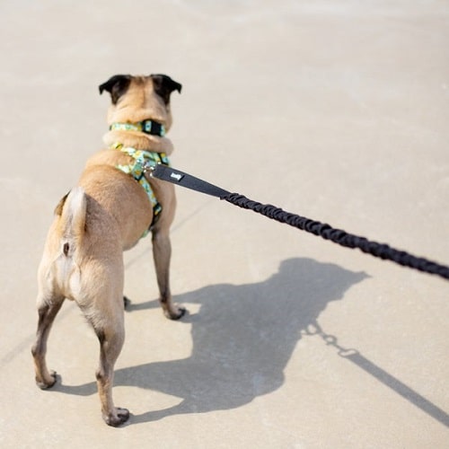 Bungee Dog Leash (For dogs under 35lbs) Bcuddly Pet Leashes.