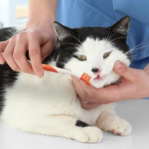 Advance Oral Care - Cat Dental Kit - J & J Pet Club - Nylabone
