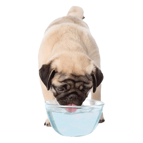 Advanced Oral Care - Dog Liquid Tartar Remover - J & J Pet Club - Nylabone