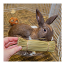 Bristle Brushes - J & J Pet Club - Ware