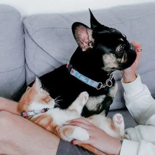 Cat Collar - NEKO COLLECTION, Five-O - J & J Pet Club - Woof Concept