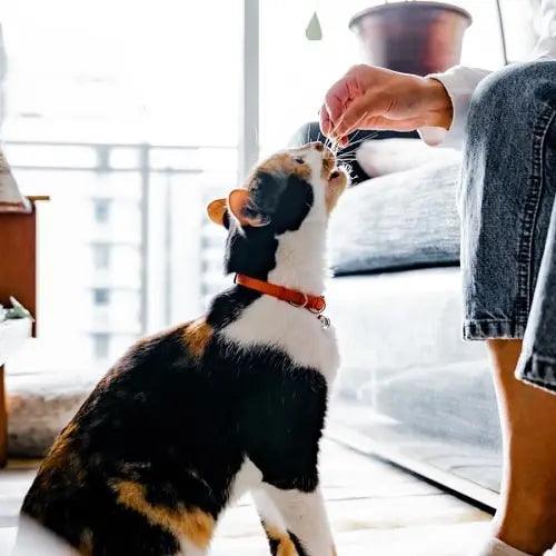 Cat Collar - NEKO COLLECTION - Mandarin - J & J Pet Club