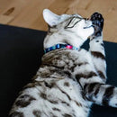 Cat Collar - NEKO COLLECTION - Prism 2 - J & J Pet Club - Woof Concept