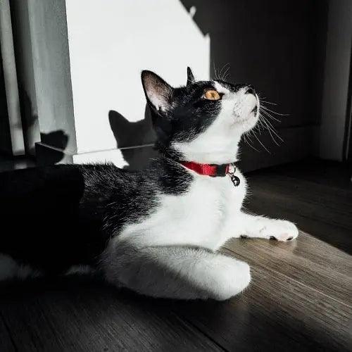 Cat Collar - NEKO COLLECTION - Rouge - J & J Pet Club - Woof Concept