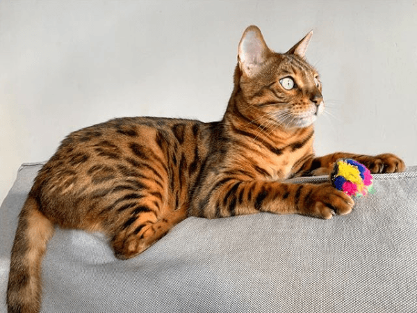Cat Toys - Mini Crinkle Ball - 1.5” - 1 pc - J & J Pet Club - Cancor