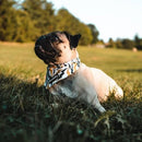 Dog Bandana - Black Checker / Lightning Bolts - J & J Pet Club - Bcuddly