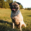 Dog Bandana - Black Checker / Lightning Bolts - J & J Pet Club - Bcuddly