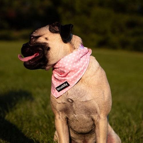 Dog Bandana - Blush Pink / Donut Run - J & J Pet Club - Bcuddly