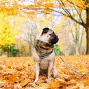 Dog Bandana - Cozy Plaid / Herring Bone - J & J Pet Club - Bcuddly