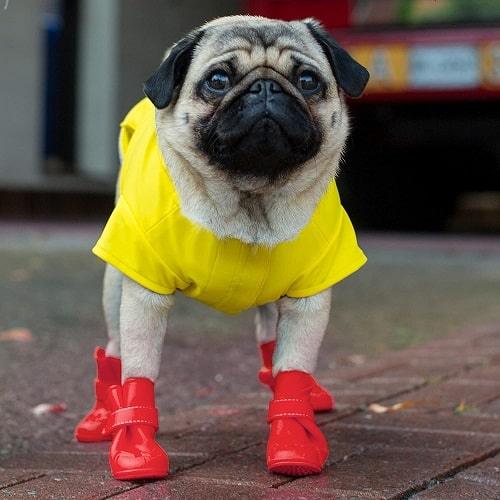 Dog Boots - Unlined Wellies - J & J Pet Club - Canada Pooch