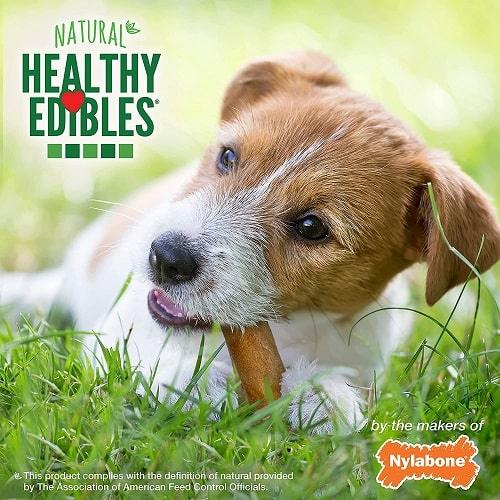 Dog Chew - Healthy Edibles - All Natural Bacon - Triple Pack - J & J Pet Club - Nylabone