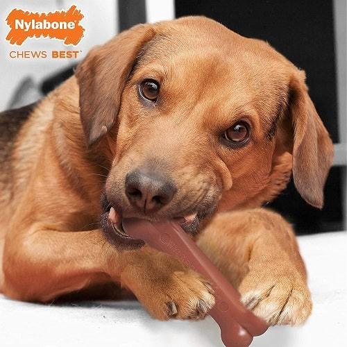 Dog Chew Toy - Power Chew - Bacon & Chicken Durable Bone - Twin Pack - J & J Pet Club - Nylabone