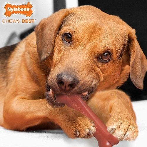 Dog Chew Toy - Power Chew - Durable Bone (Bacon Flavor) - J & J Pet Club - Nylabone