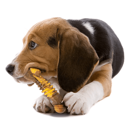 Dog Chew Toy - Power Chew - Flavor Frenzy (Philly Cheesesteak) - J & J Pet Club - Nylabone