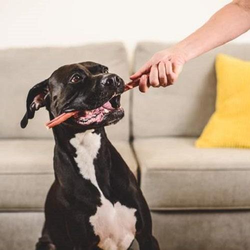 Dog Chewing Treat - Bully Stick - 12" - 1 pc - J & J Pet Club - Hero Dog Treats