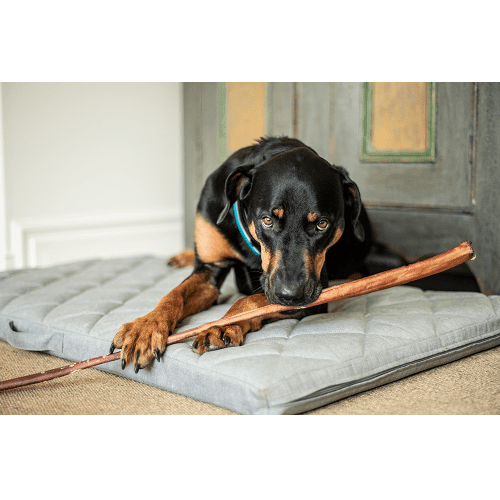 Dog Chewing Treat - Bully Stick - 32" - 1 pc - J & J Pet Club - Hero Dog Treats