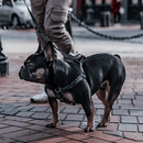 Dog Collar - IKONIC COLLECTION - Baked - J & J Pet Club - Woof Concept