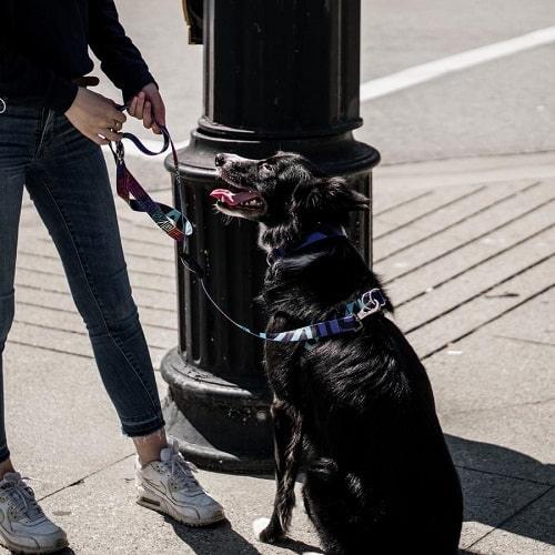 Dog Collar - IKONIC COLLECTION - Disco 2 - J & J Pet Club - Woof Concept