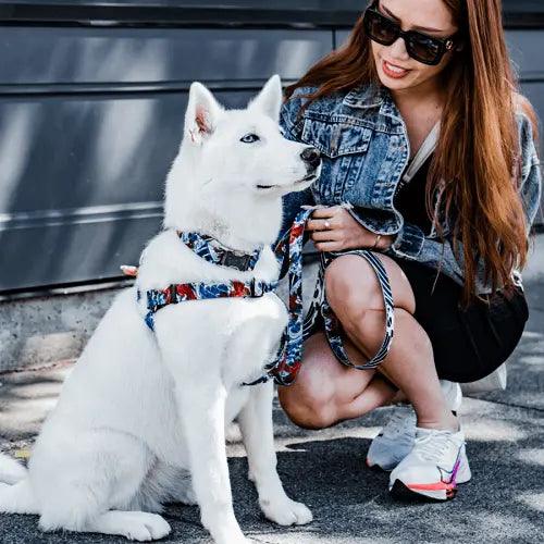 Dog Collar - IKONIC COLLECTION - Koi - J & J Pet Club - Woof Concept