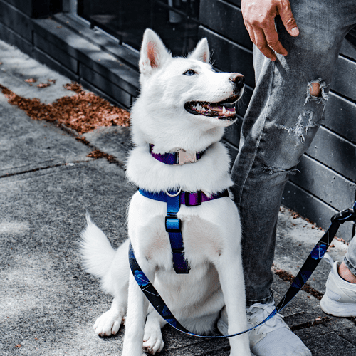 Dog Collar - IKONIC COLLECTION - Mystic - J & J Pet Club - Woof Concept