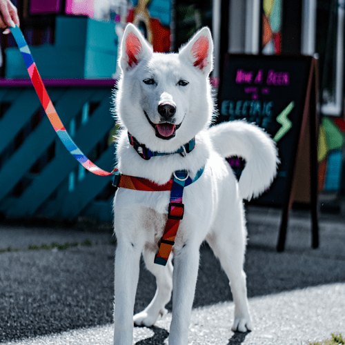 Dog Collar - IKONIC COLLECTION - Polygon 2 - J & J Pet Club - Woof Concept