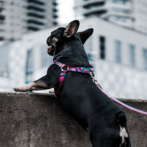 Dog Collar - IKONIC COLLECTION - Ultra - J & J Pet Club - Woof Concept