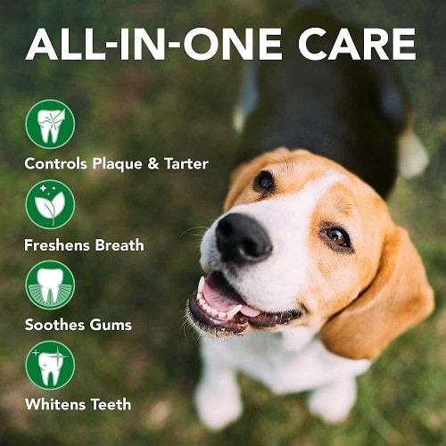 Dog Dental Care - Enzymatic Dog Toothpaste - J & J Pet Club - Vet's Best