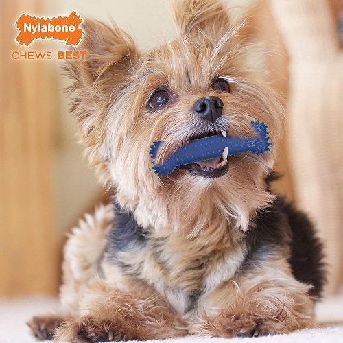 Dog Dental Chew Toy - Flexi Chew - Moderate Chew (Chicken Flavor) - J & J Pet Club - Nylabone