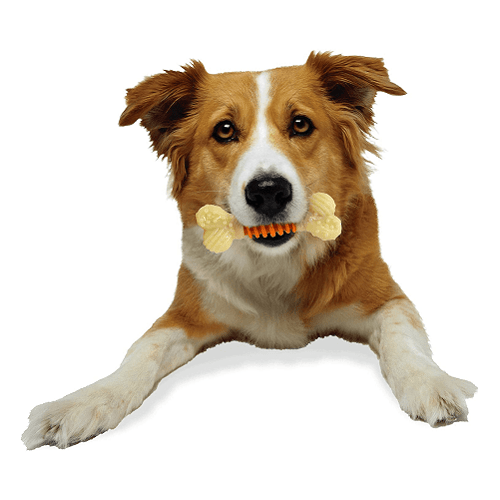 Dog Dental Chew Toy - Power Chew - PRO Action (Bacon Flavor) - J & J Pet Club - Nylabone