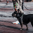 Dog Leash - IKONIC COLLECTION - Baked - J & J Pet Club - Woof Concept