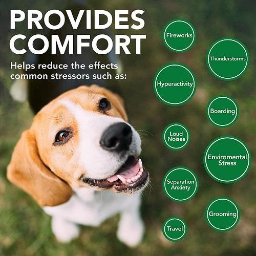 Dog Supplement - Comfort Calm Soft Chews - 30 ct - J & J Pet Club - Vet's Best
