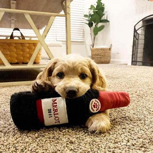 Dog Toy - Happy Hour Crusherz - Red Wine - J & J Pet Club - ZippyPaws