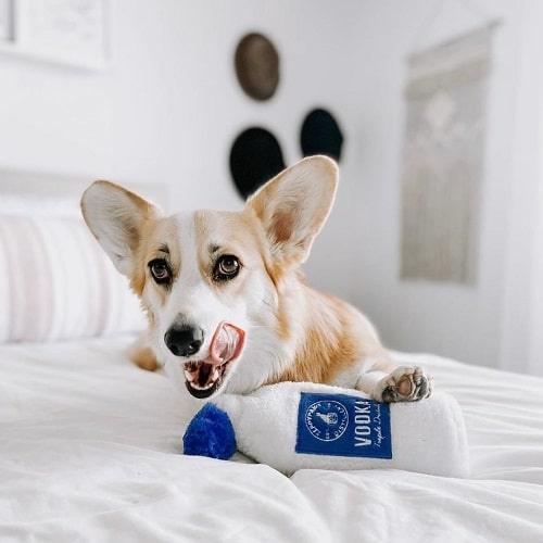 Dog Toy - Happy Hour Crusherz - Vodka – J & J Pet Club