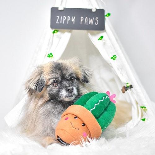 Dog Toy - Storybook Snugglerz - Carmen the Cactus - J & J Pet Club - ZippyPaws