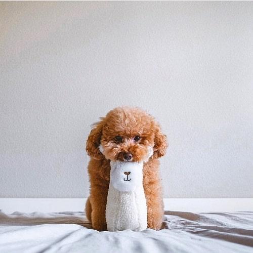 Dog Toy - Storybook Snugglerz - Liam the Llama - J & J Pet Club - ZippyPaws