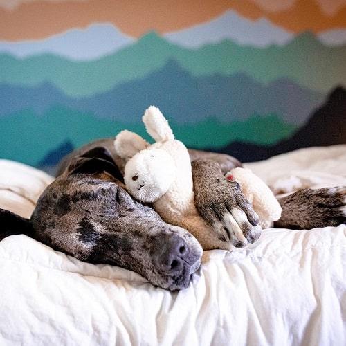 Dog Toy - Storybook Snugglerz - Liam the Llama - J & J Pet Club - ZippyPaws