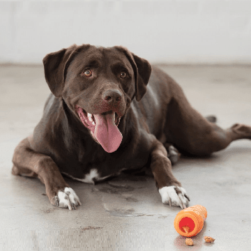 Dog Treat Dispensing Toy, Orbee-Tuff Orange Carrot - J & J Pet Club - Planet Dog
