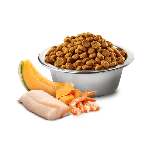 Dry Cat Food - N & D - OCEAN - Cod, Shrimp, Pumpkin & Cantaloupe Melon - Kitten - J & J Pet Club - Farmina