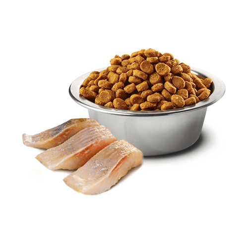 Dry Cat Food - N & D - OCEAN - Herring & Orange - Neutered - J & J Pet Club - Farmina