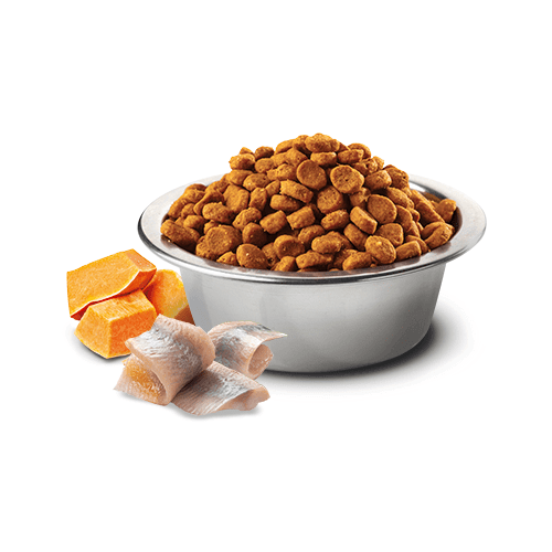 Dry Cat Food - N & D - OCEAN - Herring, Pumpkin & Orange - Adult - J & J Pet Club - Farmina