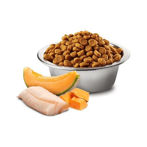 Dry Dog Food - N & D - OCEAN - Cod, Pumpkin & Cantaloupe Melon - Puppy Medium & Maxi - J & J Pet Club - Farmina