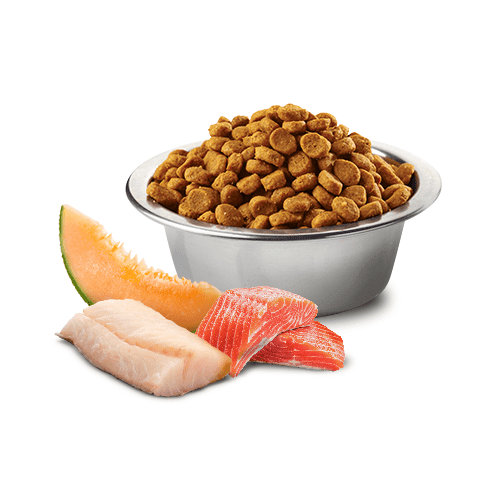 Dry Dog Food - N & D - OCEAN - Salmon, Cod & Cantaloupe Melon - Adult Medium & Maxi - J & J Pet Club - Farmina