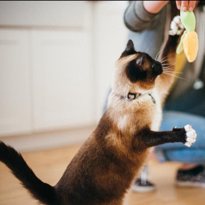Feline Frenzy - Catnip Plush Cat Toy - Purrfect Picnic - J & J Pet Club - P.L.A.Y.