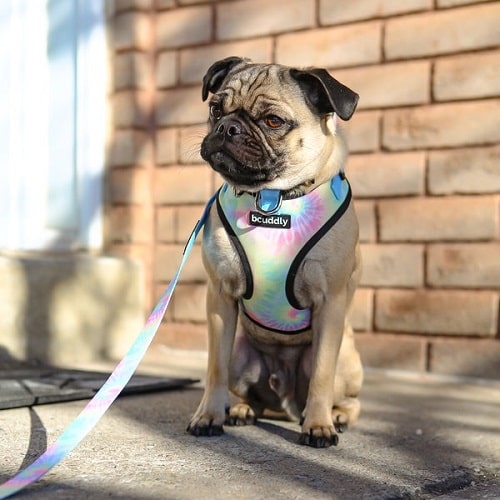 Dog Leash - Tie Dye - 6 ft Bcuddly Pet Leashes.