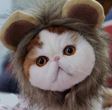 Pet Hat - Funny Cute Lion Head Other Pet Apparel Hangers.