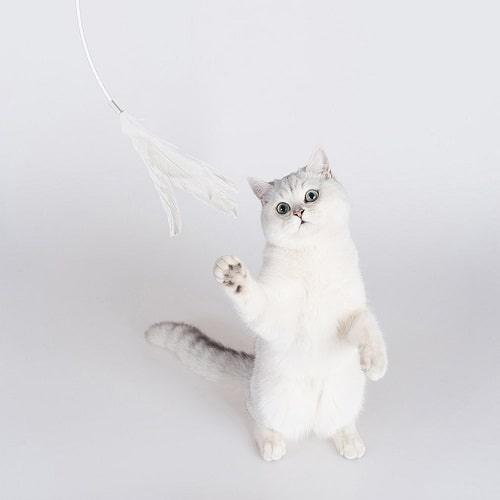 Long Cat Teaser Wand - J & J Pet Club - Pidan