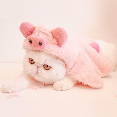 Lovely Pet Costume - Piggy Cloak - J & J Pet Club - Bigger Fish