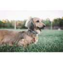 Martingale Clip Collar - ADVENTURE COLLECTION - Prism - J & J Pet Club - Woof Concept