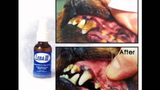 Leba iii dental spray hotsell for dogs