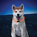 NITEHOWL - LED Safety Necklace - J & J Pet Club - Nite Ize